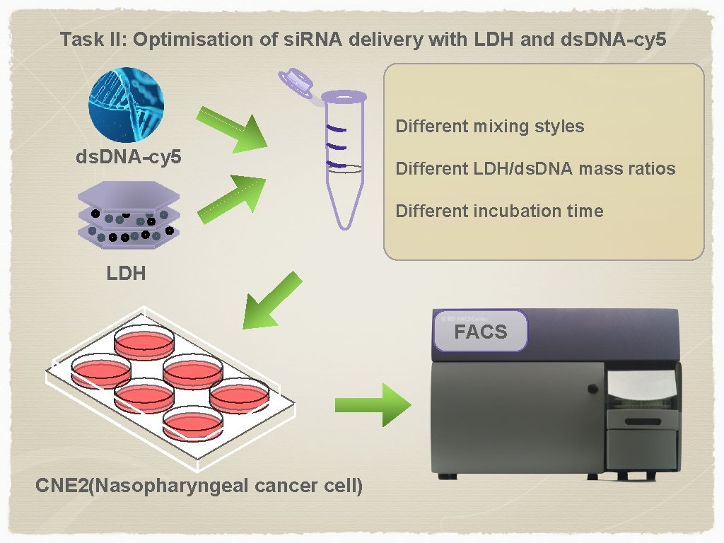 Task II: Optimisation of si. RNA delivery with LDH and ds. DNA-cy 5 Different