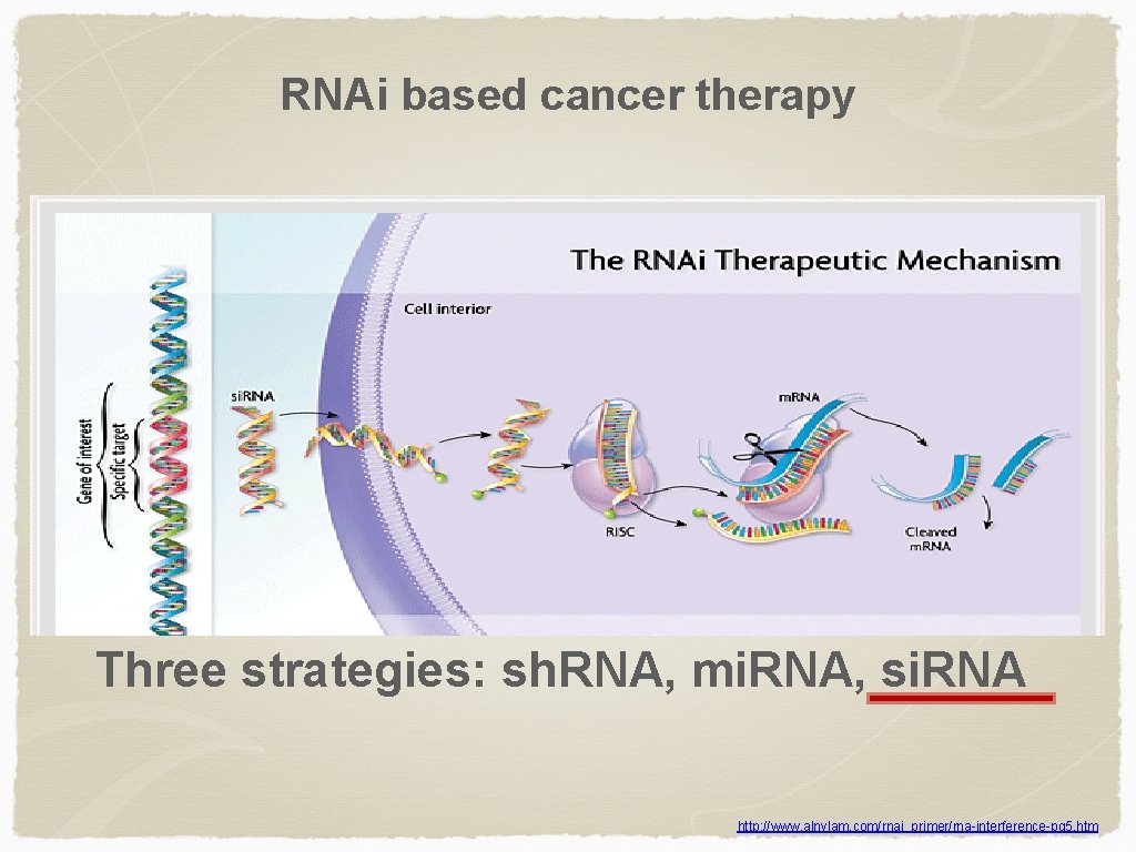 RNAi based cancer therapy Three strategies: sh. RNA, mi. RNA, si. RNA http: //www.