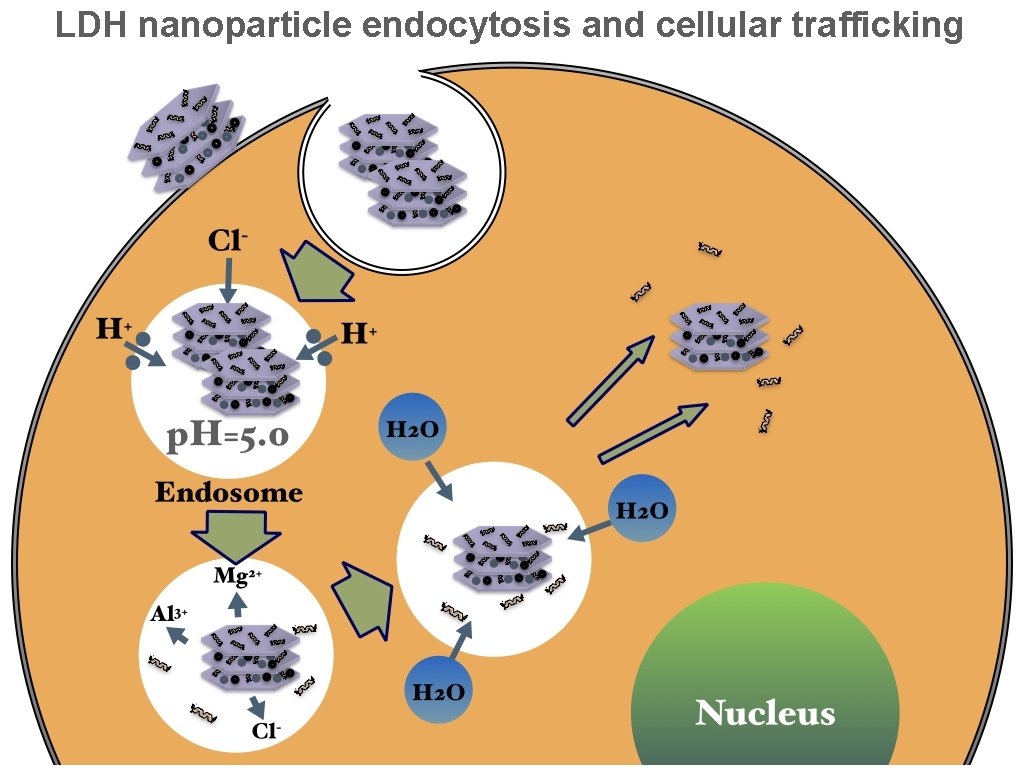 LDH nanoparticle endocytosis and cellular trafficking 