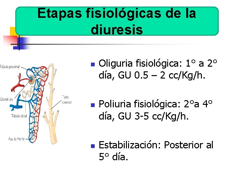 Etapas fisiológicas de la diuresis n n n Oliguria fisiológica: 1° a 2° día,