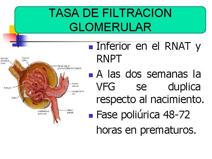 TASA DE FILTRACION GLOMERULAR Inferior en el RNAT y RNPT n A las dos
