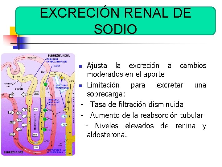 EXCRECIÓN RENAL DE SODIO Ajusta la excreción a cambios moderados en el aporte n