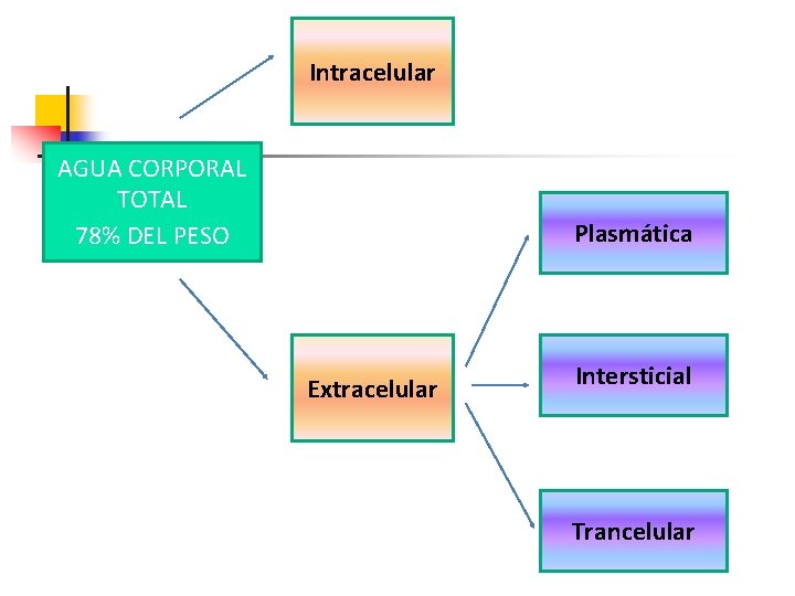 Intracelular AGUA CORPORAL TOTAL 78% DEL PESO Plasmática Extracelular Intersticial Trancelular 