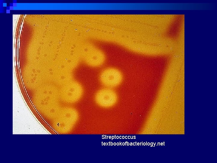 n textbookofbacteriology. net Streptococcus textbookofbacteriology. net 