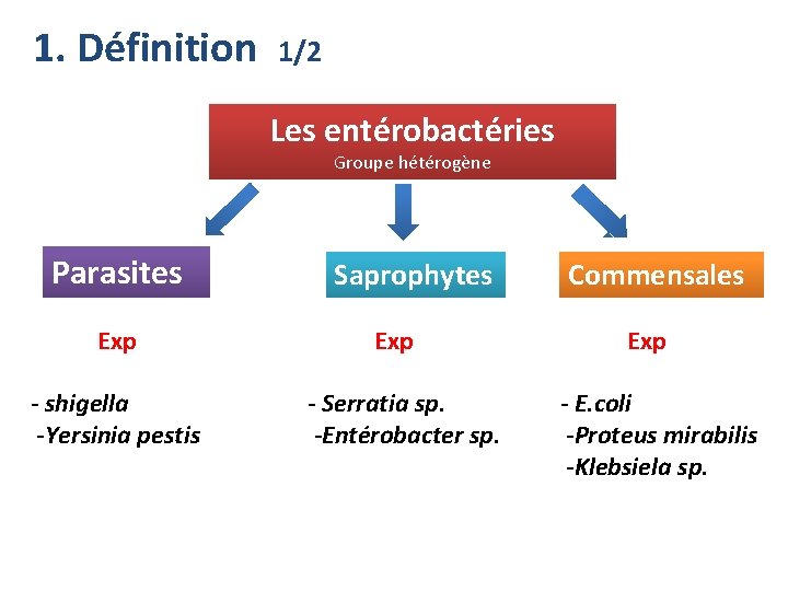 1. Définition 1/2 Les entérobactéries Groupe hétérogène Parasites Exp - shigella -Yersinia pestis Saprophytes