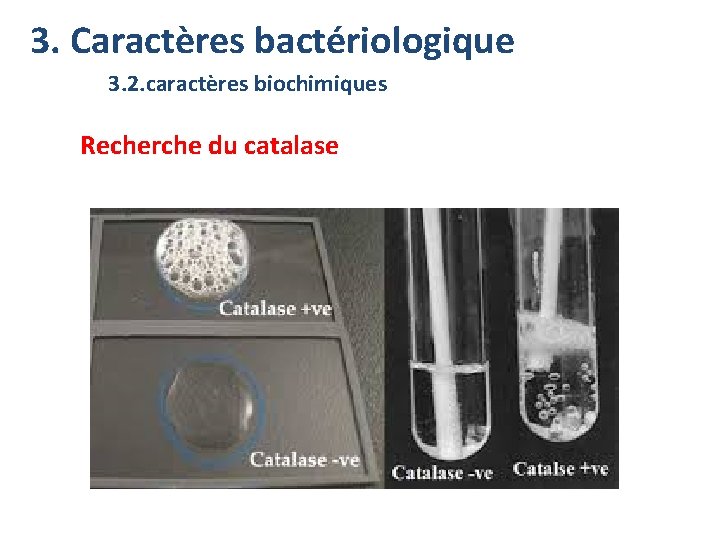 3. Caractères bactériologique 3. 2. caractères biochimiques Recherche du catalase 