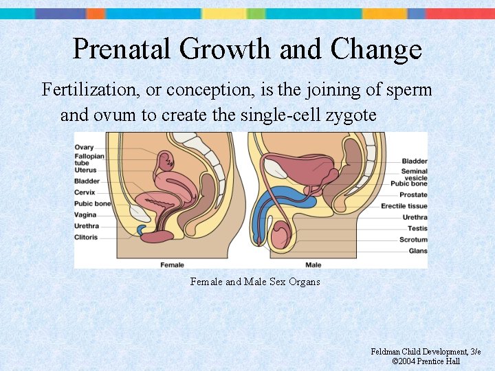 Prenatal Growth and Change Fertilization, or conception, is the joining of sperm and ovum