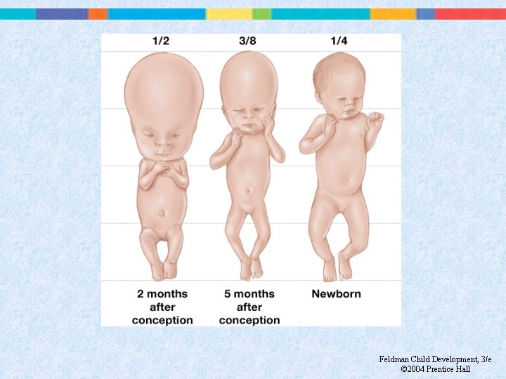Feldman Child Development, 3/e © 2004 Prentice Hall 
