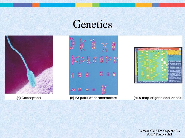 Genetics Feldman Child Development, 3/e © 2004 Prentice Hall 