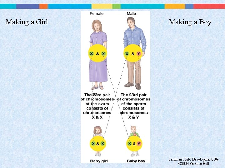 Making a Girl Making a Boy Feldman Child Development, 3/e © 2004 Prentice Hall