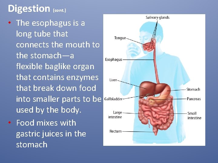 Digestion (cont. ) • The esophagus is a long tube that connects the mouth