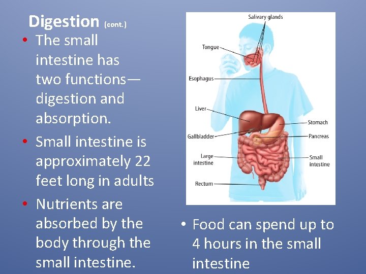 Digestion (cont. ) • The small intestine has two functions— digestion and absorption. •