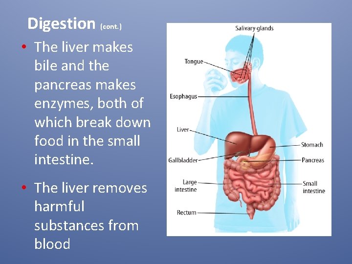 Digestion (cont. ) • The liver makes bile and the pancreas makes enzymes, both