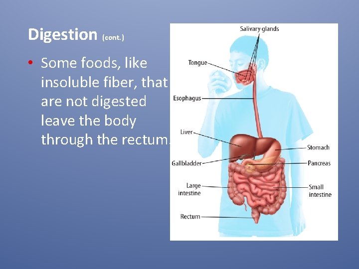 Digestion (cont. ) • Some foods, like insoluble fiber, that are not digested leave