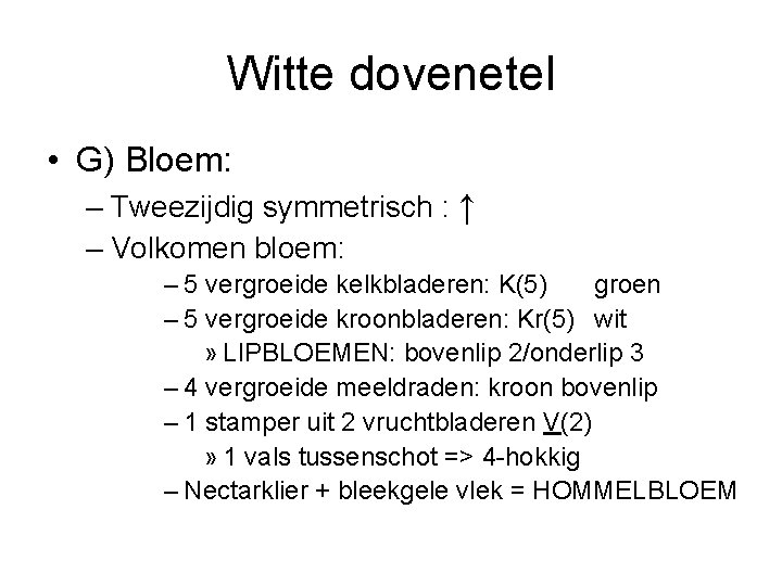 Witte dovenetel • G) Bloem: – Tweezijdig symmetrisch : ↑ – Volkomen bloem: –
