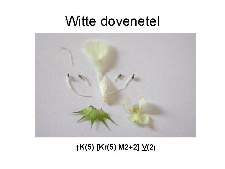 Witte dovenetel ↑K(5) [Kr(5) M 2+2] V(2) 