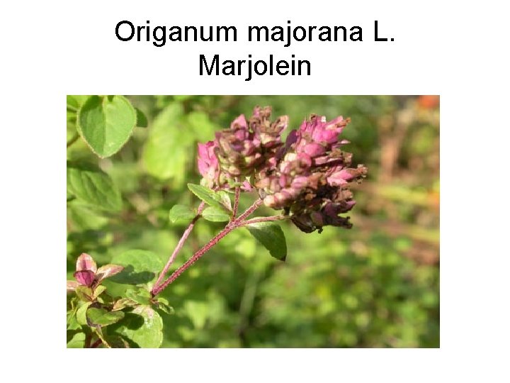 Origanum majorana L. Marjolein 