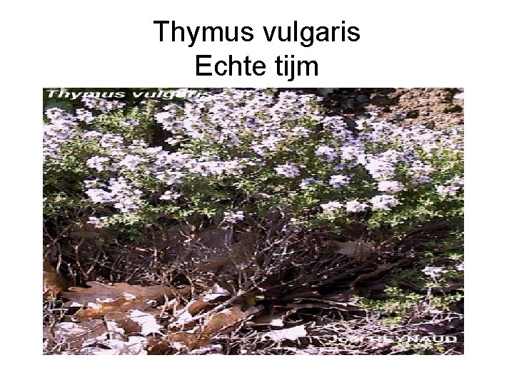 Thymus vulgaris Echte tijm 