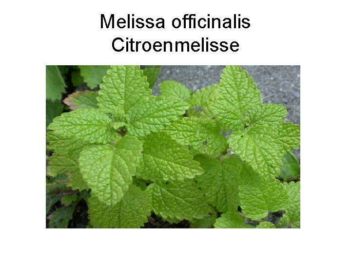 Melissa officinalis Citroenmelisse 