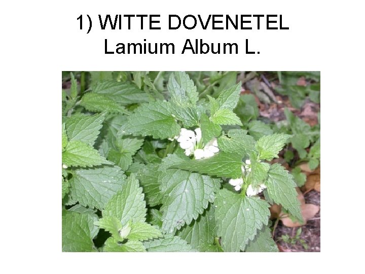 1) WITTE DOVENETEL Lamium Album L. 