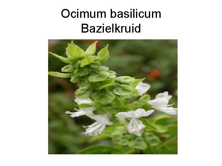 Ocimum basilicum Bazielkruid 