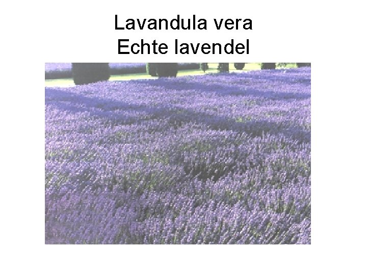 Lavandula vera Echte lavendel 