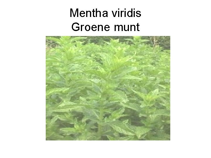 Mentha viridis Groene munt 