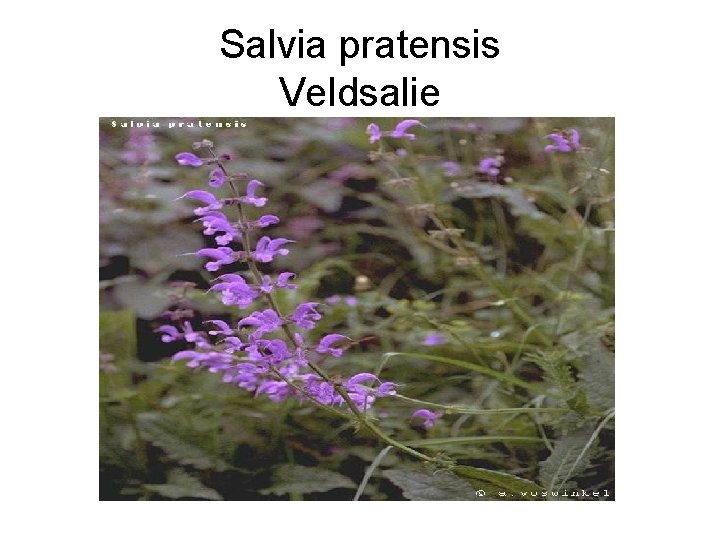 Salvia pratensis Veldsalie 