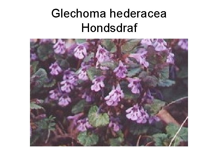 Glechoma hederacea Hondsdraf 