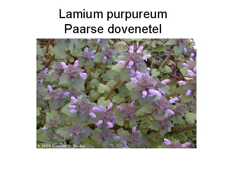 Lamium purpureum Paarse dovenetel 