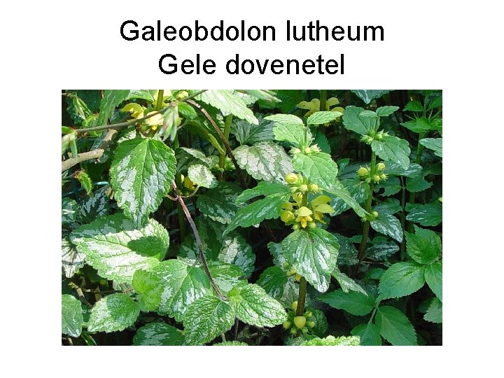 Galeobdolon lutheum Gele dovenetel 