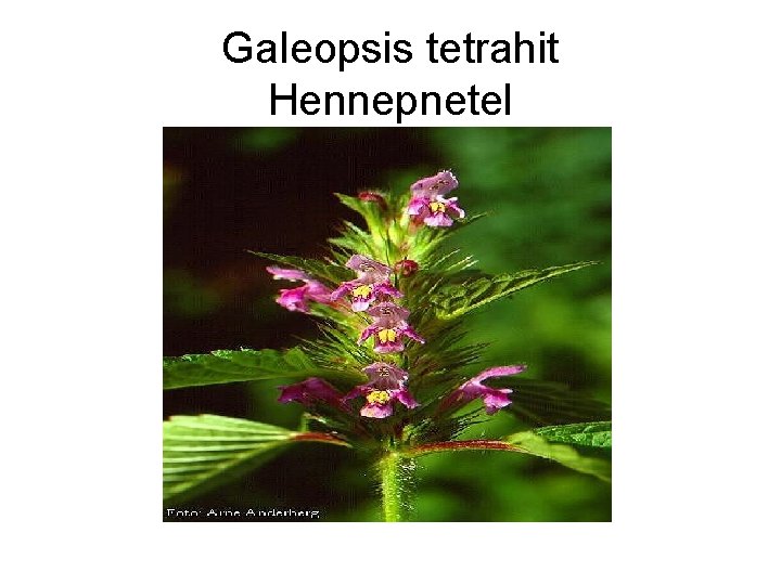 Galeopsis tetrahit Hennepnetel 