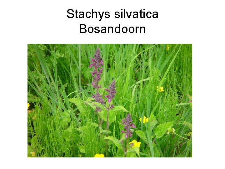 Stachys silvatica Bosandoorn 