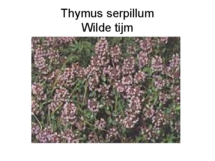 Thymus serpillum Wilde tijm 