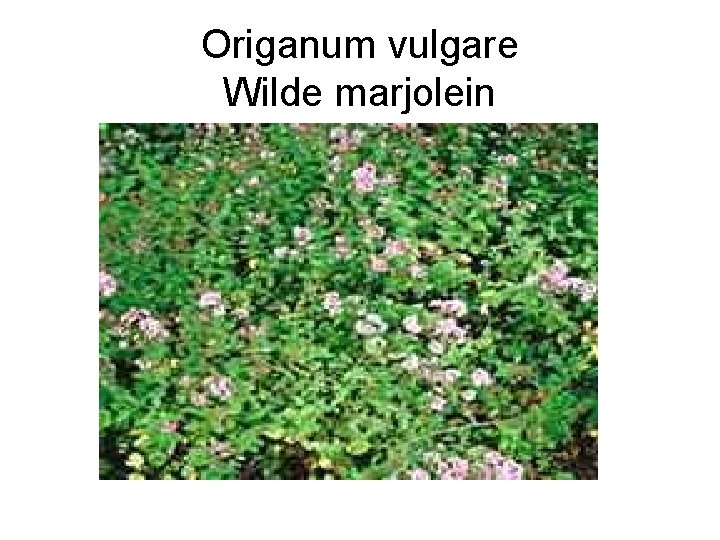Origanum vulgare Wilde marjolein 