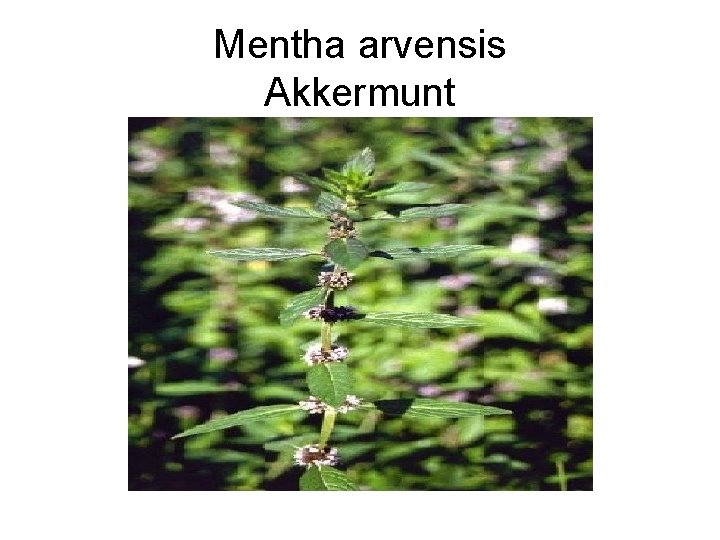 Mentha arvensis Akkermunt 