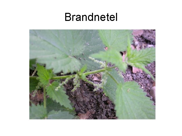 Brandnetel 