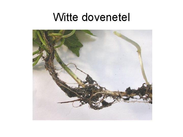 Witte dovenetel 