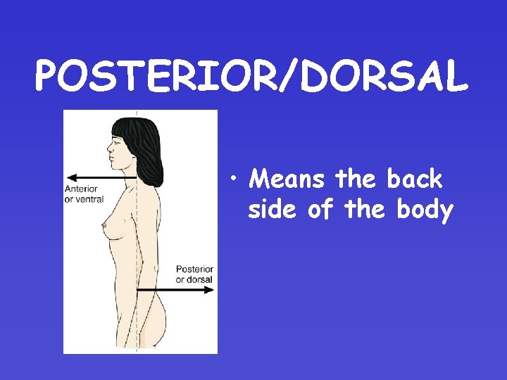 POSTERIOR/DORSAL • Means the back side of the body 