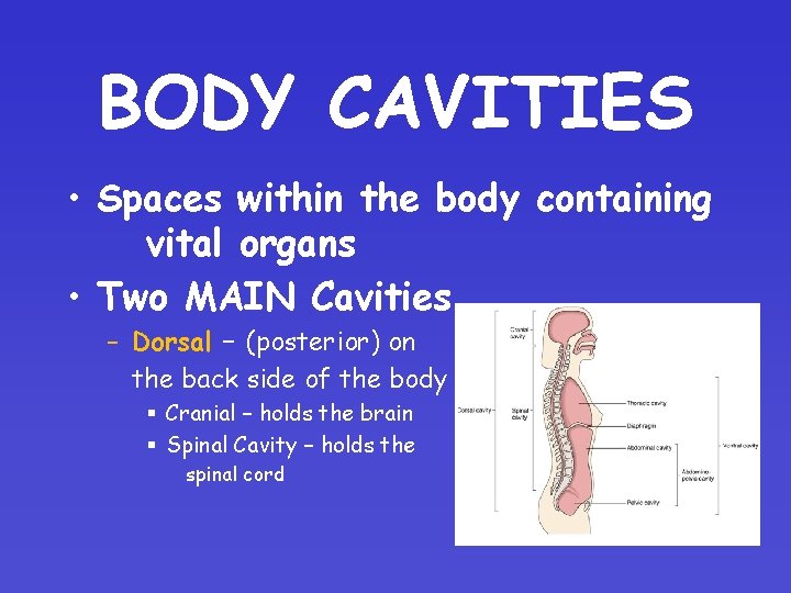BODY CAVITIES • Spaces within the body containing vital organs • Two MAIN Cavities