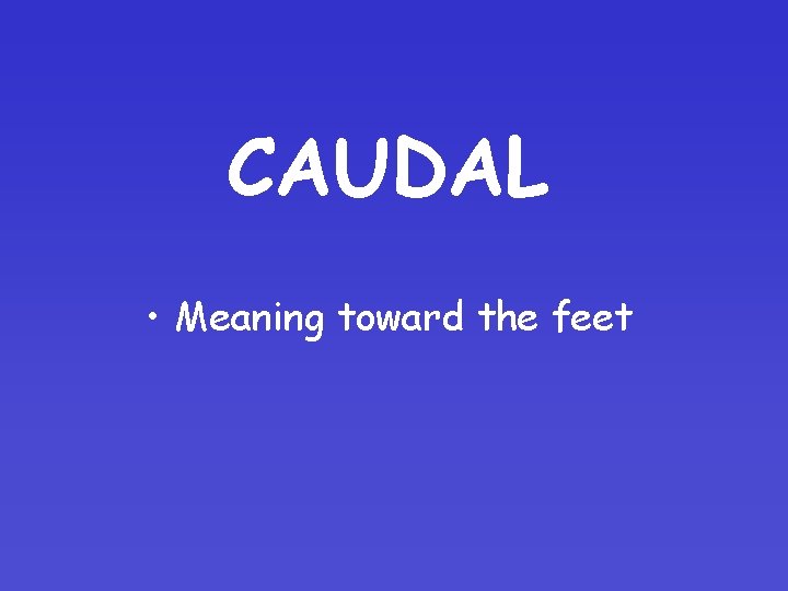 CAUDAL • Meaning toward the feet 