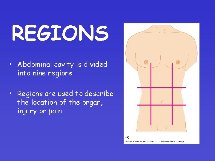 REGIONS • Abdominal cavity is divided into nine regions • Regions are used to