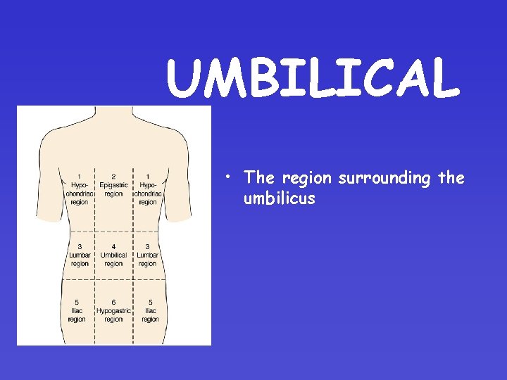 UMBILICAL • The region surrounding the umbilicus 