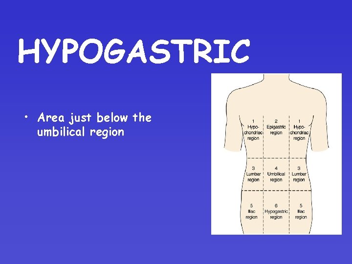 HYPOGASTRIC • Area just below the umbilical region 