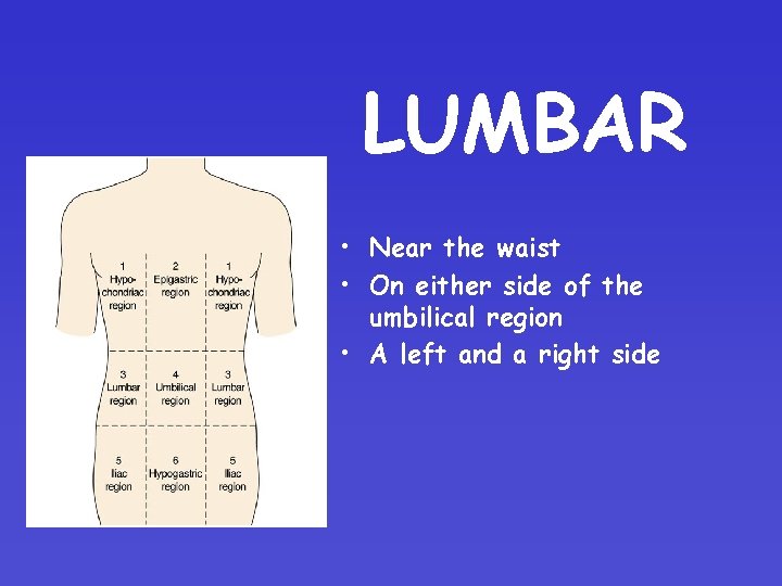 LUMBAR • Near the waist • On either side of the umbilical region •