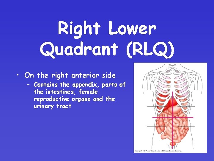 Right Lower Quadrant (RLQ) • On the right anterior side – Contains the appendix,