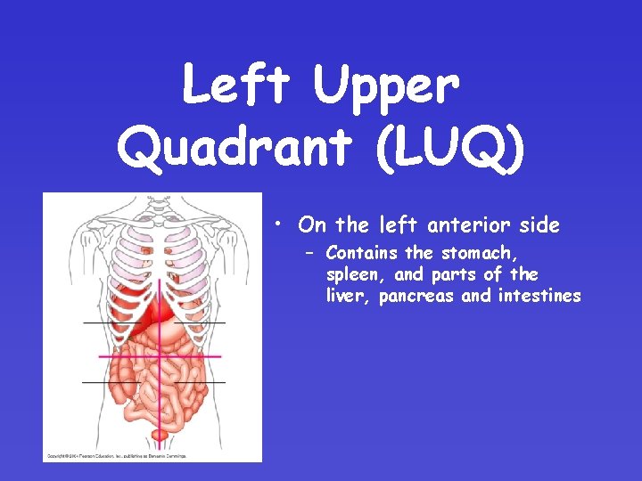 Left Upper Quadrant (LUQ) • On the left anterior side – Contains the stomach,