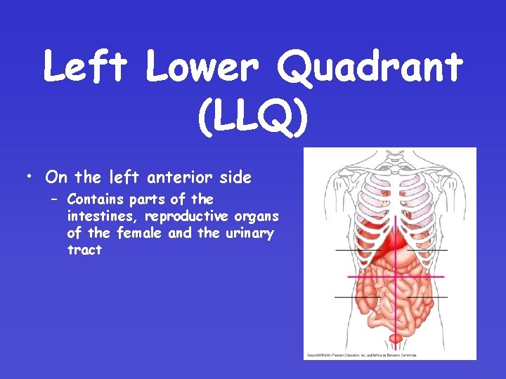 Left Lower Quadrant (LLQ) • On the left anterior side – Contains parts of