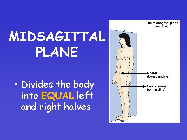 MIDSAGITTAL PLANE • Divides the body into EQUAL left and right halves 