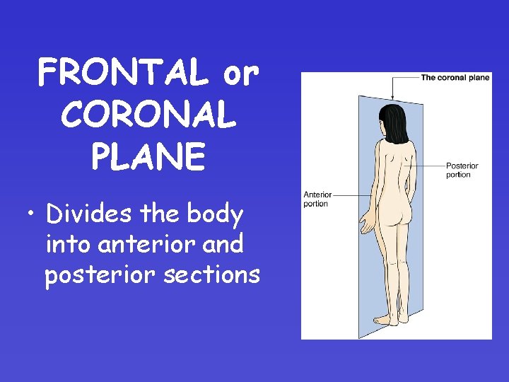 FRONTAL or CORONAL PLANE • Divides the body into anterior and posterior sections 